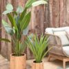 Yucca - Image 4