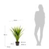 Yucca - Image 3