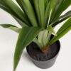 Yucca - Image 2