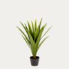 Yucca